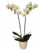 phalaenopsis-orkide-bakimi-1a77f4.jpg