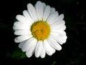 filiz58