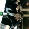 cagla