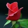 ALİEREN